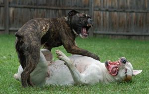 Dogs Playing